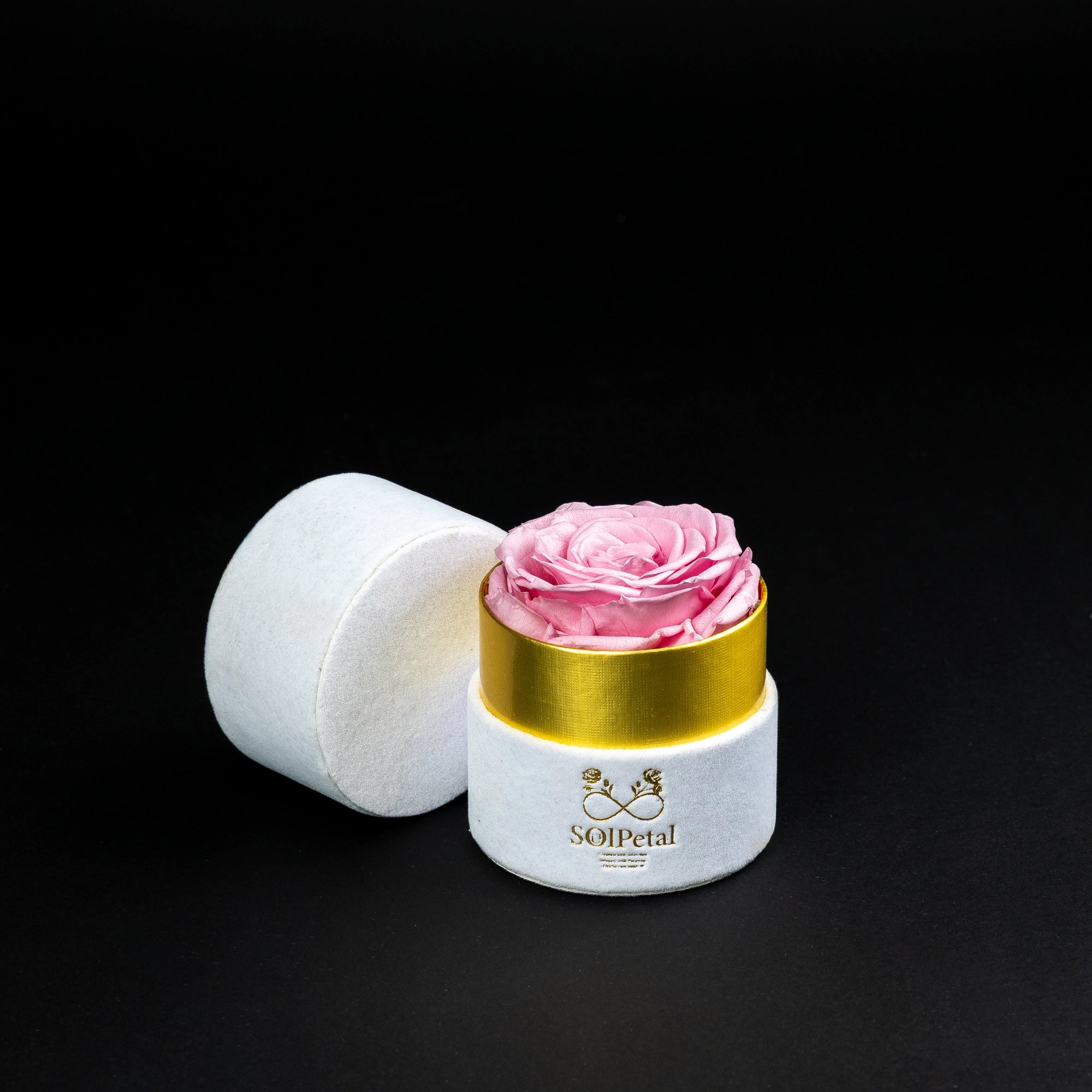 Eternal Roses - Petit Round