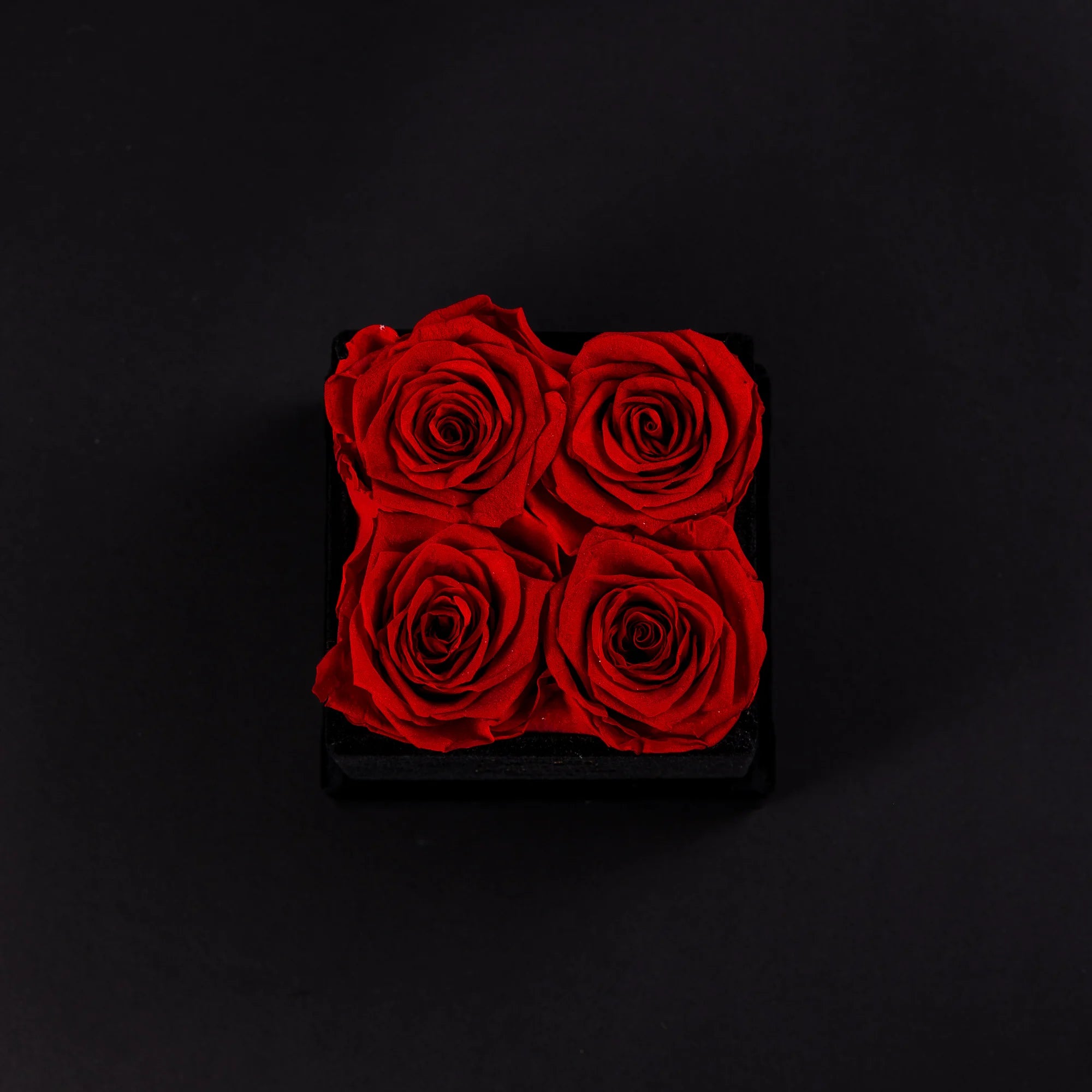 Eternal Roses - Petit Square